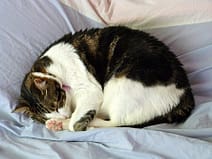 cat sleeping