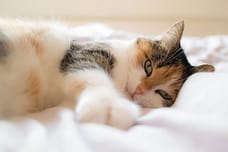 cat bed