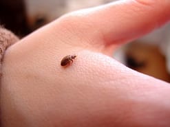 pest