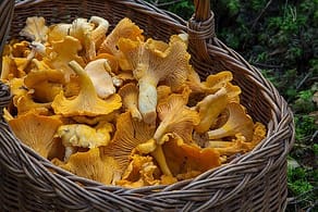 mushrooms for sale