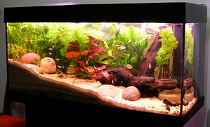 big Fish Tank