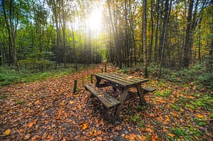 forest bench