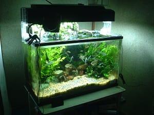 Fish Tank