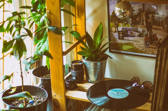 indoor plants